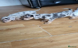 Mixed Breed dogs for sale: Mini dachshunds for sale - Image 5