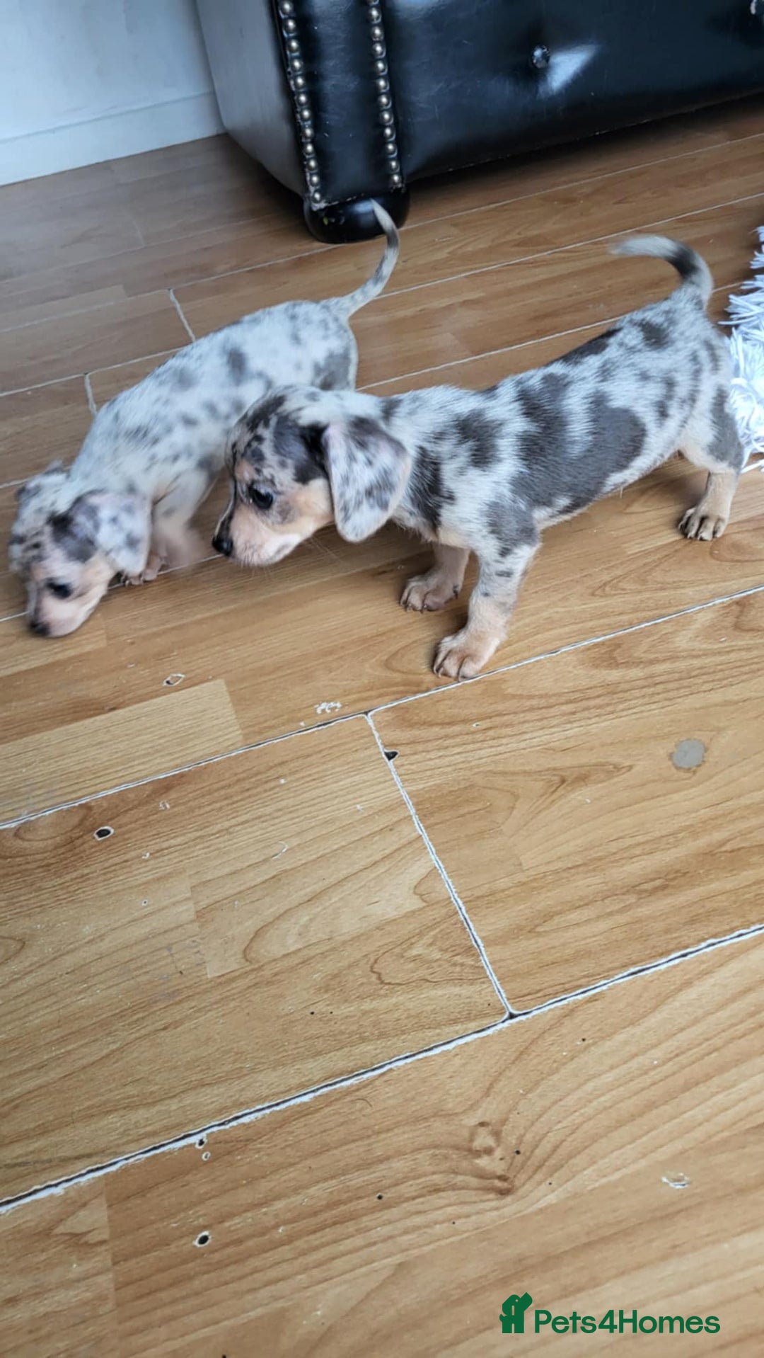 Mixed Breed dogs for sale: Mini dachshunds for sale - Image 5