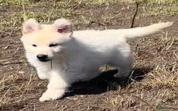 German Shepherd dogs for sale: German shepherd pups KC registered  - Image 6