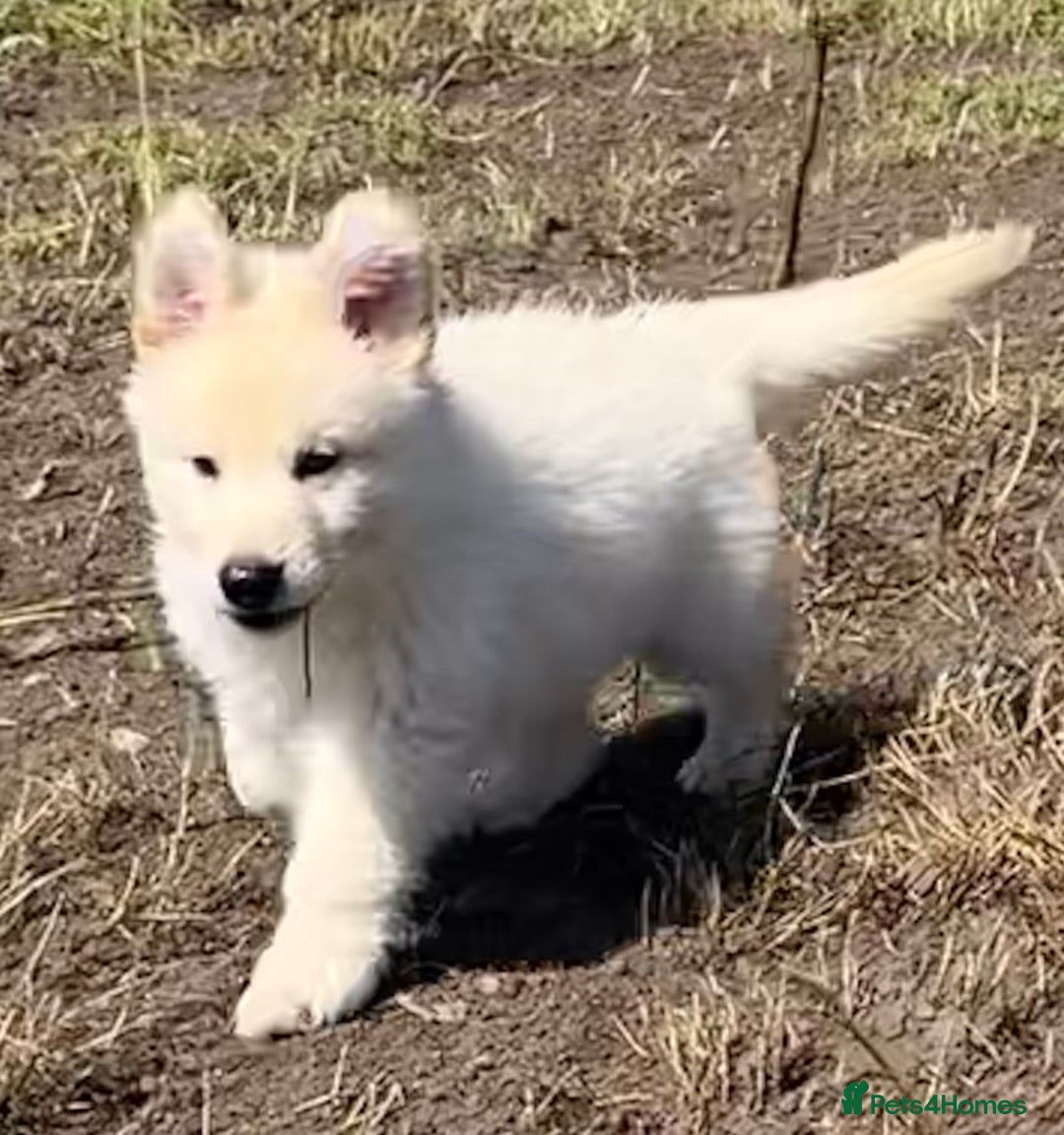 German Shepherd dogs for sale: German shepherd pups KC registered  - Image 6