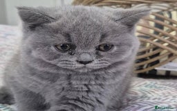 British Longhair cats for sale: Stunning World Champ British shorthair kittens - Advert 5