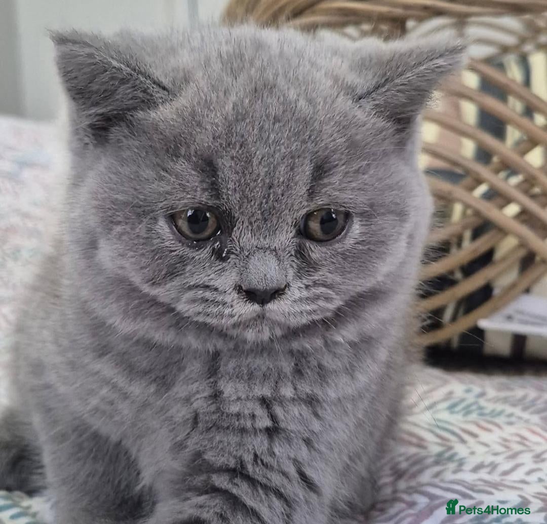 British Longhair cats for sale: Stunning World Champ British shorthair kittens - Advert 5