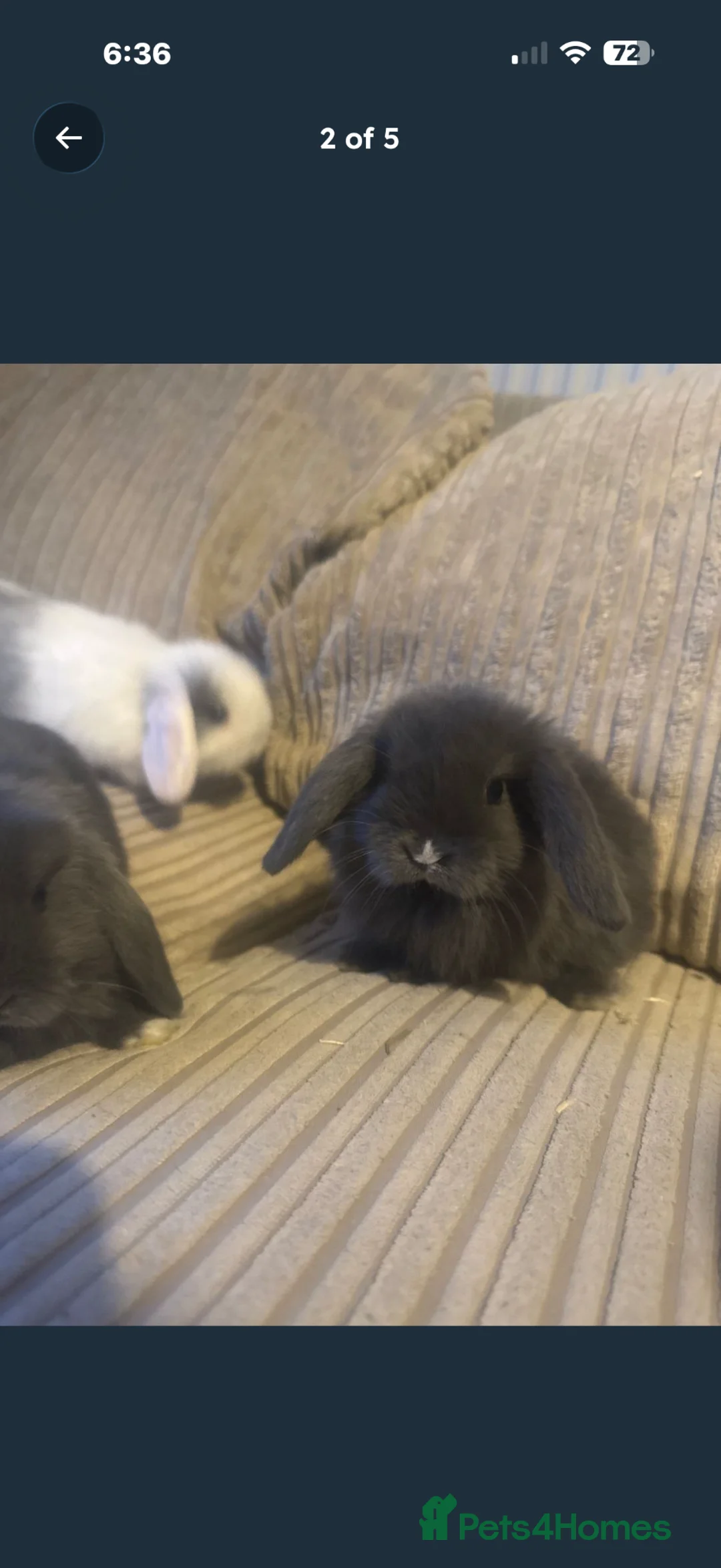 Mini Lop rabbits for sale: Mini lop bunny rabbits  - Advert 2
