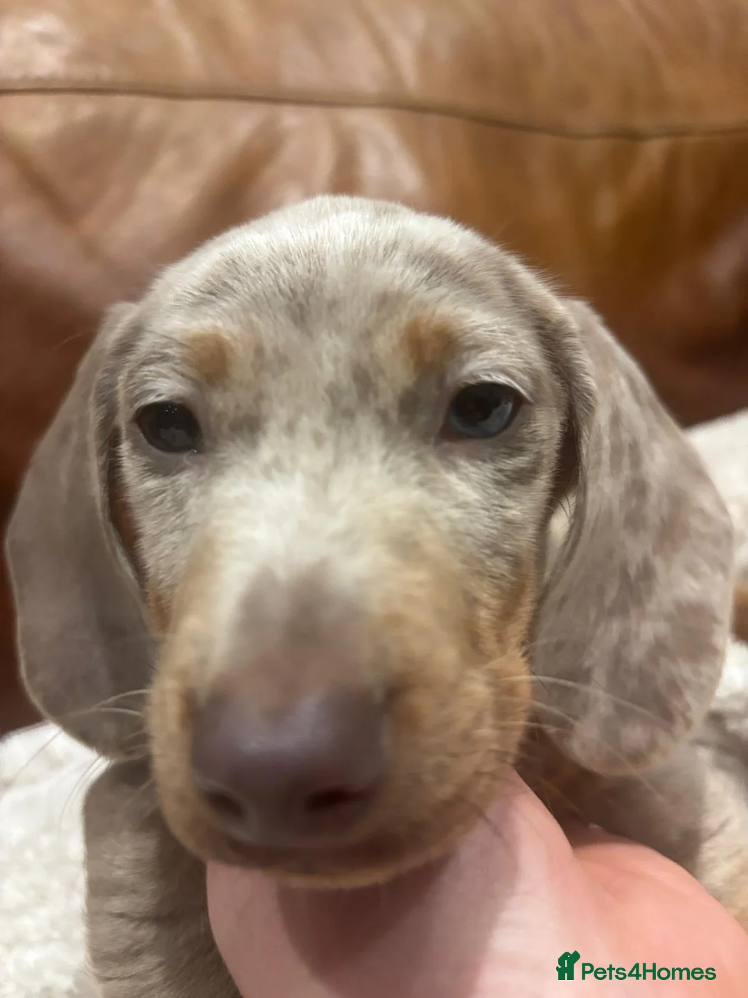 Miniature Dachshund dogs for sale: Miniature Dachsunds  - Advert 4