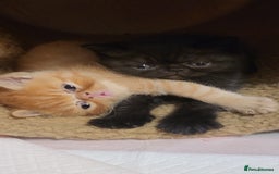 Exotic cats for sale: Beautiful Exotic kittens💫 - Image 13