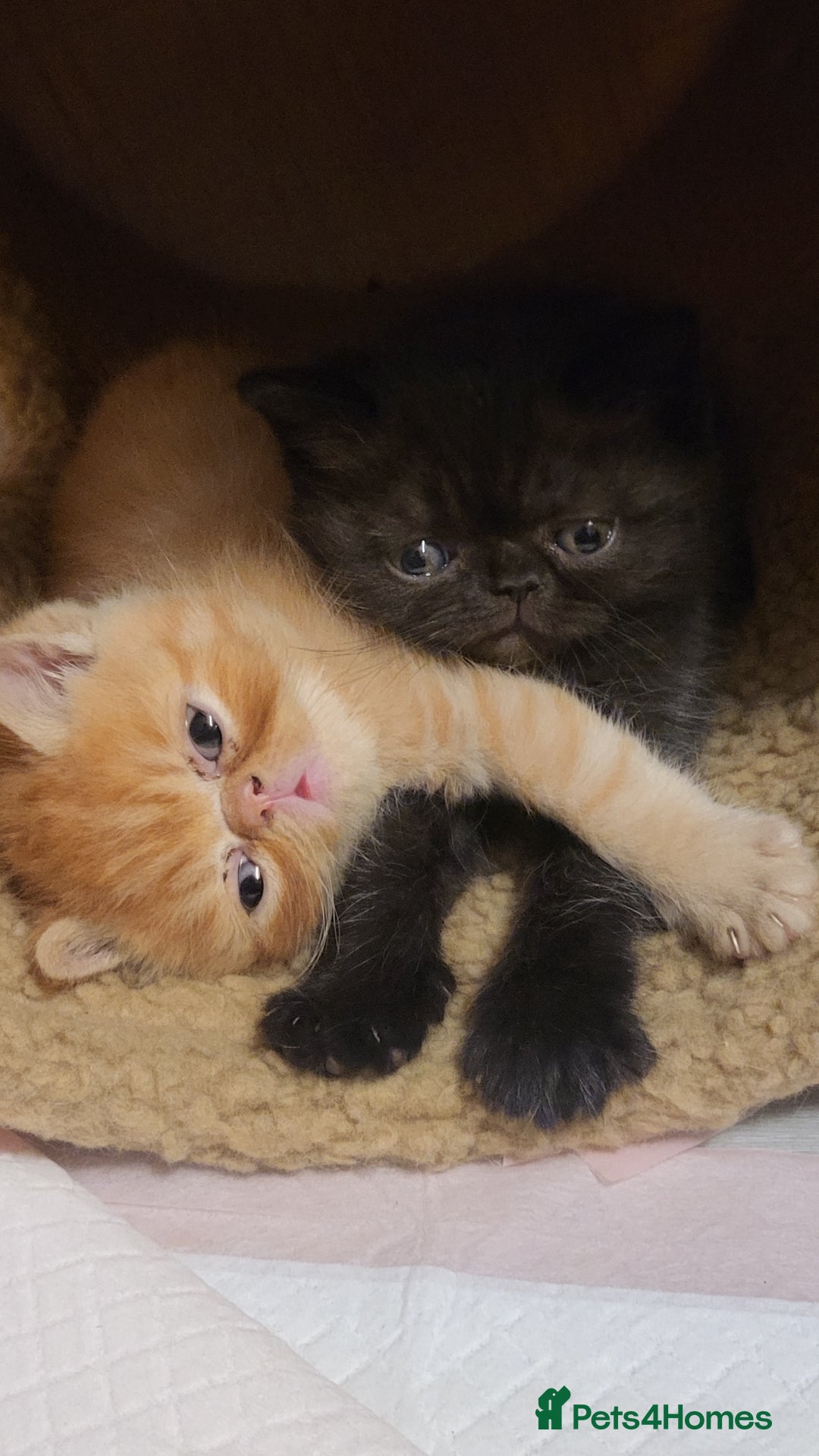Exotic cats for sale: Beautiful Exotic kittens💫 - Image 13