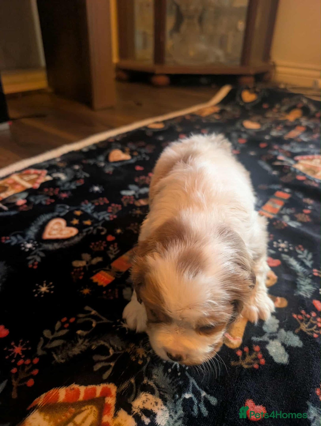 Cavalier King Charles Spaniel dogs for sale: Adorable Puppies Looking for Their Forever Homes! - Image 6