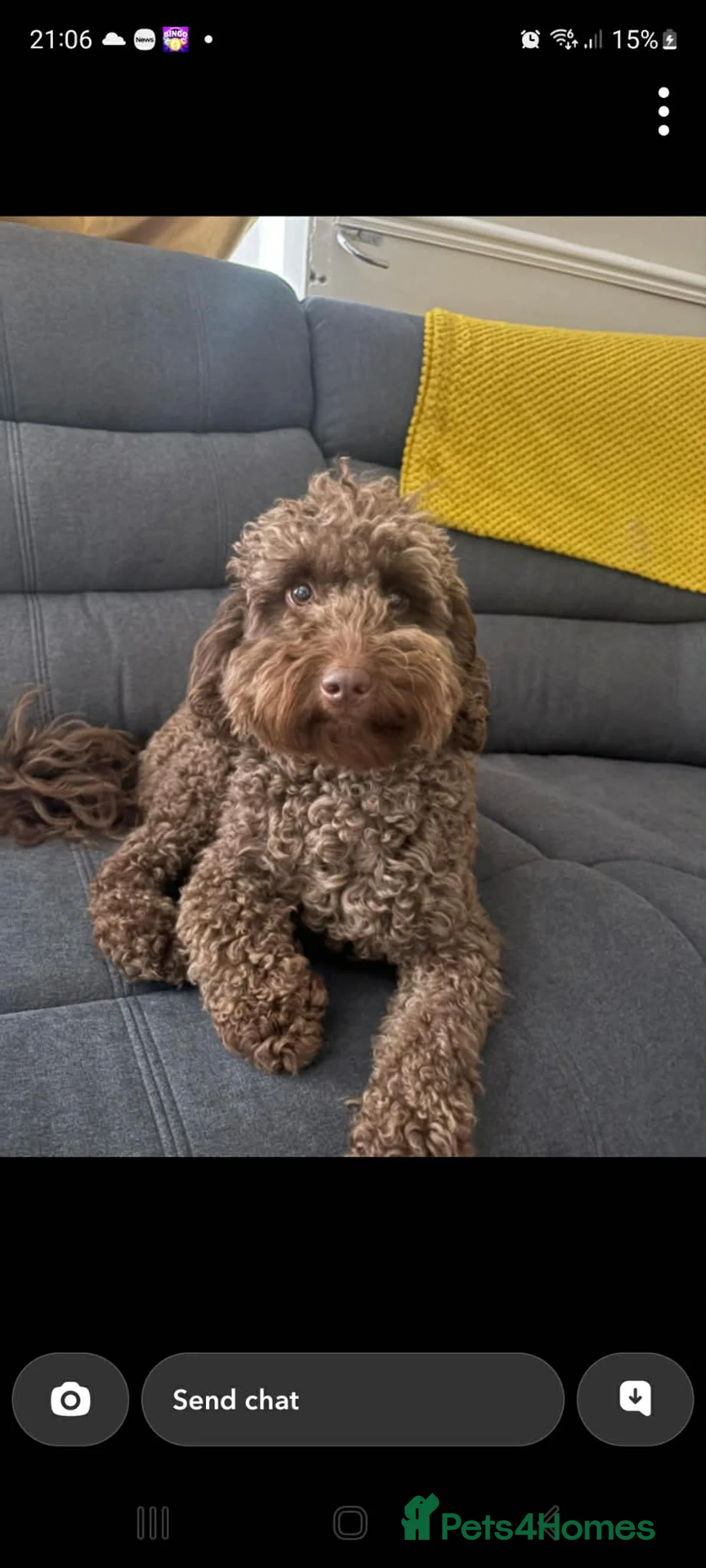 Cockapoo dogs for sale: Cockapoo puppies  - Advert 4