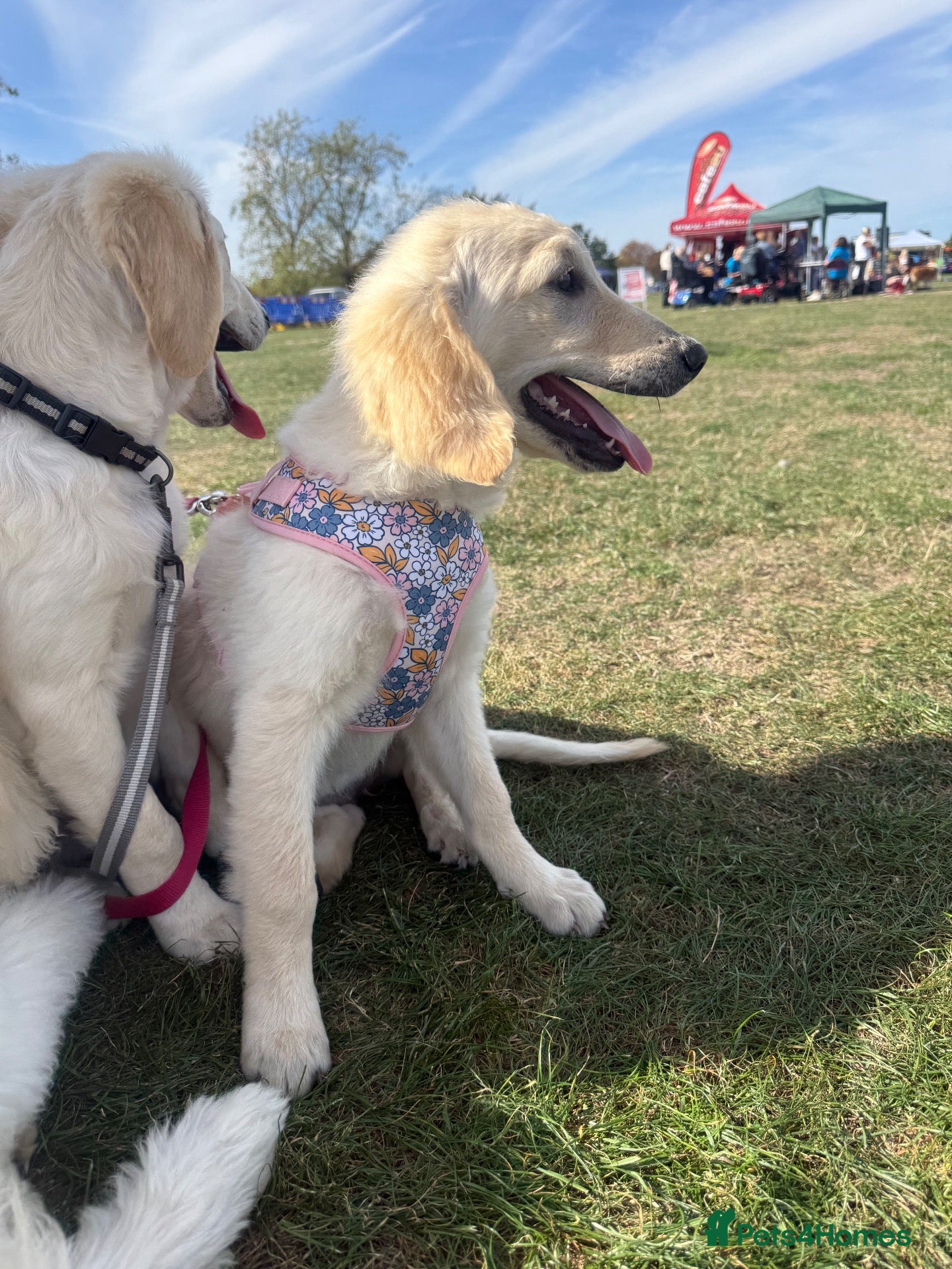 Goldendoodle dogs 🐾 Goldendoodle large puppies ready now 🐾 - Advert 2