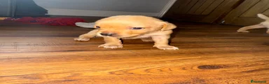 Labrador Retriever Puppy 9