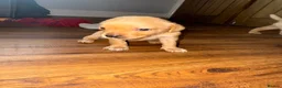 Labrador Retriever dogs for sale: Fox Red Labrador - Advert 26