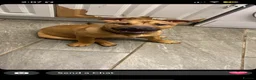Mixed Breed dogs for sale: Staffy cross bullmastiff in Sheffield - Advert 3