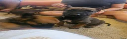 Belgian Shepherd Dog dogs for sale: Outstanding Belgium malinois puppies  - Advert 19
