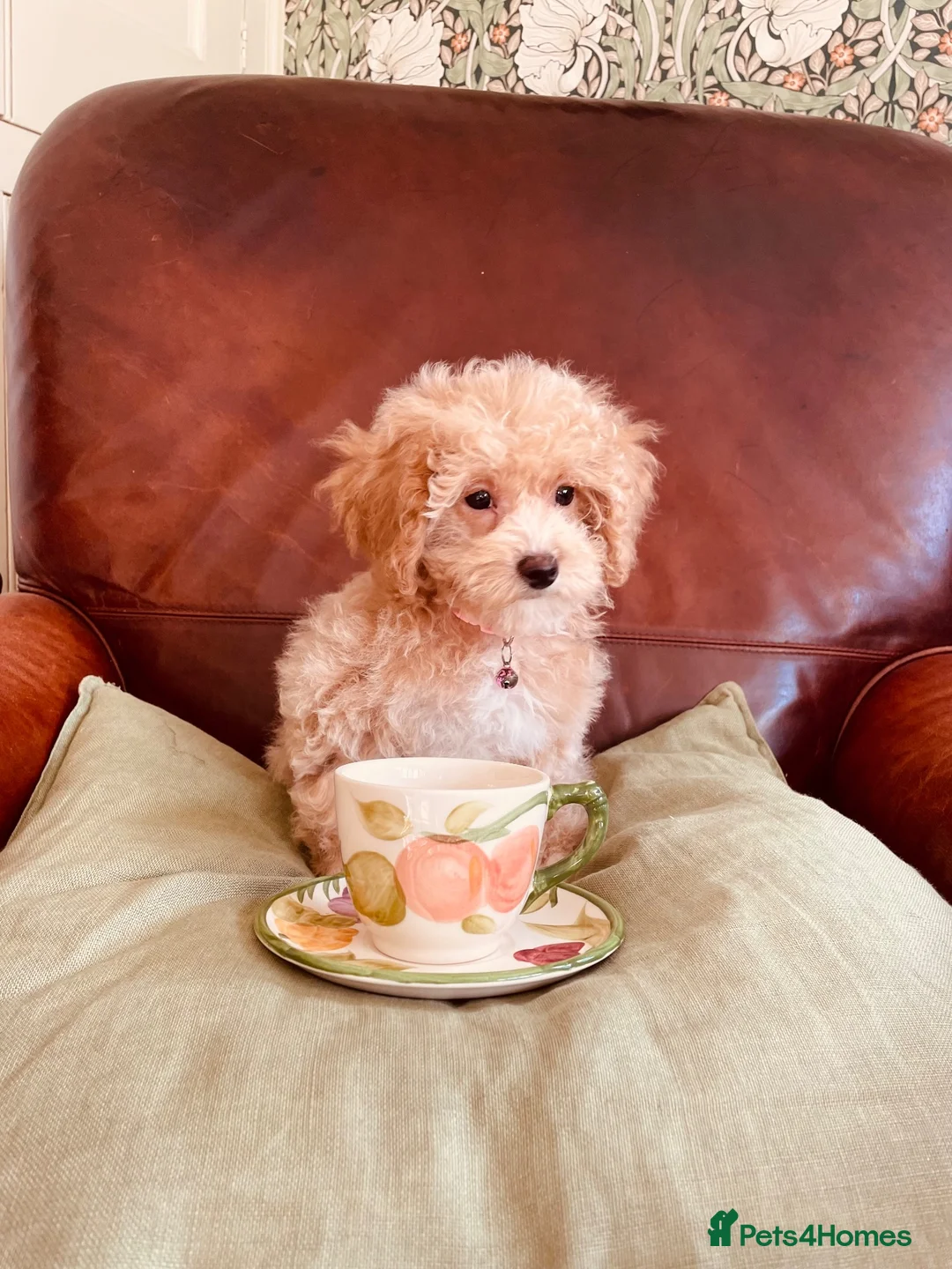 Maltipoo dogs for sale: TOY MALTIPOO GIRL AVAILABLE - Advert 2