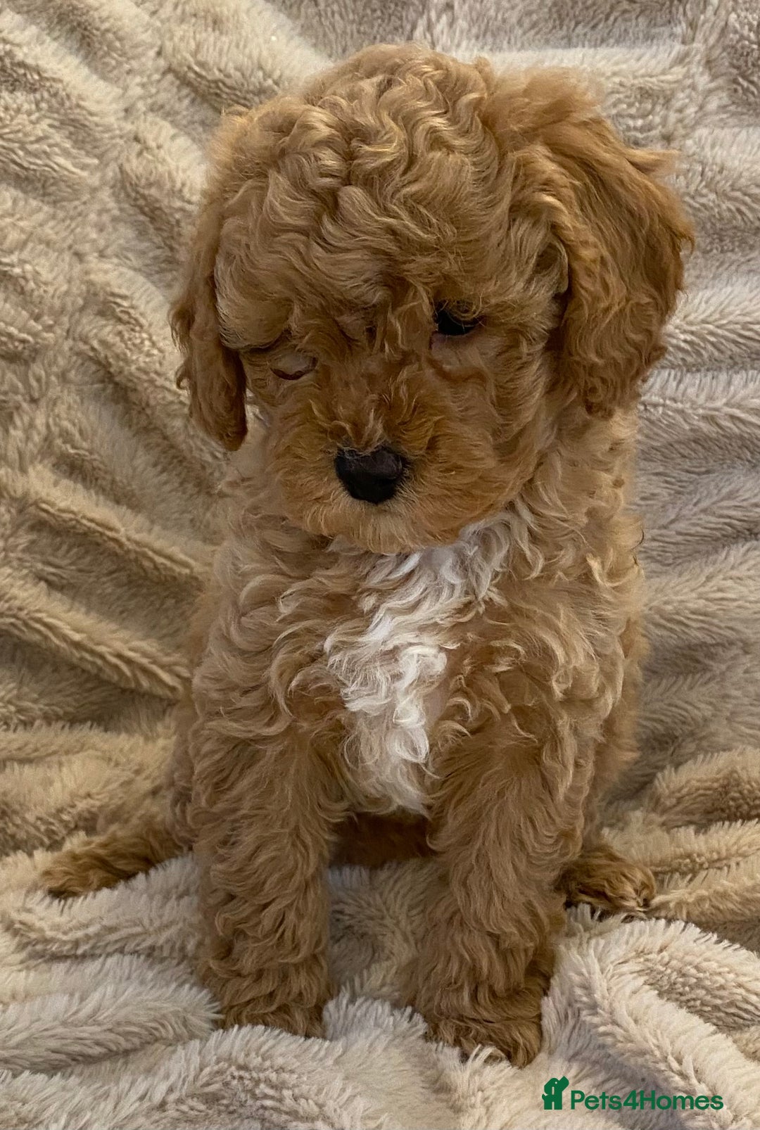 Cavapoo dogs for sale: Gorgeous Teddybear Cavapoo Puppies health checked  - Advert 15