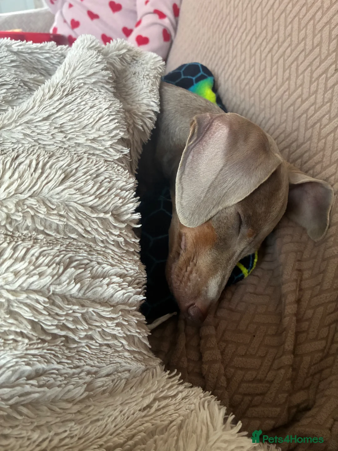 Miniature Dachshund dogs for sale: Miniature Dachshund  in Colchester - Advert 2