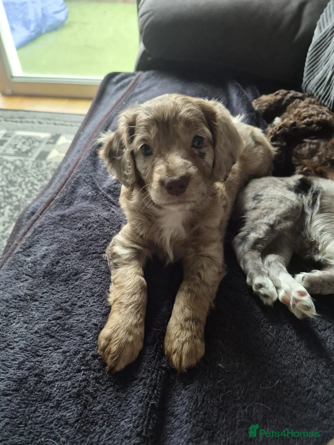 Cockapoo dogs for sale: F2 Cockapoo puppies  - Advert 10