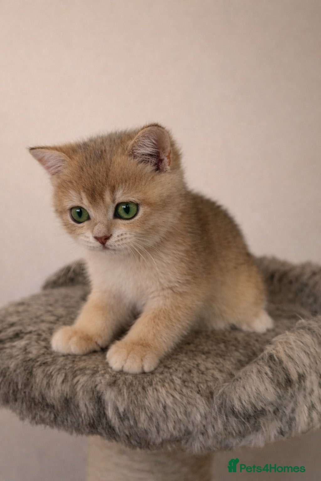 British Shorthair cats Amazing blue-golden & black golden BSH chinchillas - Advert 1