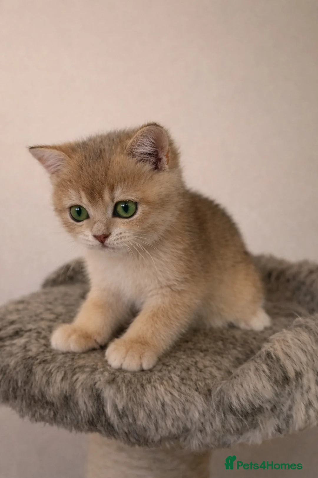 British Shorthair cats for sale: Amazing blue-golden & black golden BSH chinchillas - Advert 1