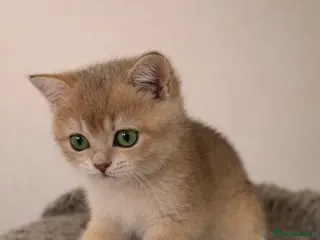 British Shorthair cats Amazing blue-golden & black golden BSH chinchillas - Advert 1