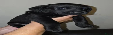 Labrador Retriever 4