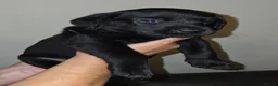 Labrador Retriever dogs for sale: 5 stunning healthy male labrador retriever puppies in Willenhall - Advert 4
