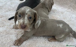 Miniature Dachshund dogs for sale: Miniature Dachshund Puppies - Image 1
