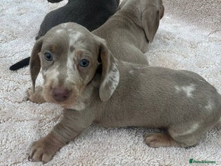 Miniature Dachshund dogs - Advert 14