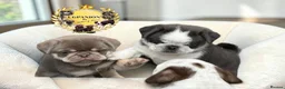 Pug dogs for sale: Kc pug puppies from a 5 star licensed breeder  - Advert 16