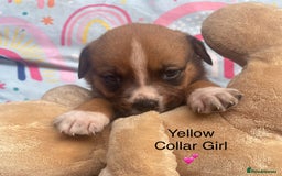 Mixed Breed dogs for sale: Rotty x Boxer (Boxweiler) - Image 4