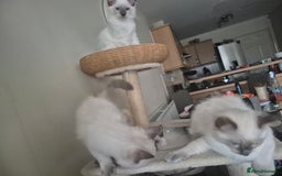 Ragdoll cats for sale: 4 energetic ragdoll fluffballs  - Image 8
