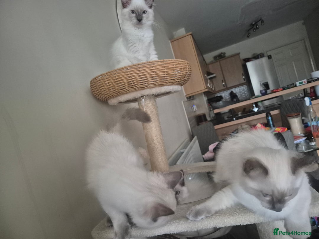 Ragdoll cats for sale: 4 energetic ragdoll fluffballs  - Image 8