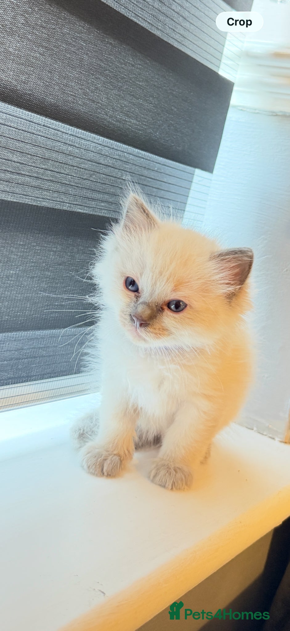 Ragdoll cats *** 3 Beautiful Pure Ragdoll Kittens left *** - Advert 1