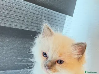 Ragdoll cats *** 3 Beautiful Pure Ragdoll Kittens left *** - Advert 1