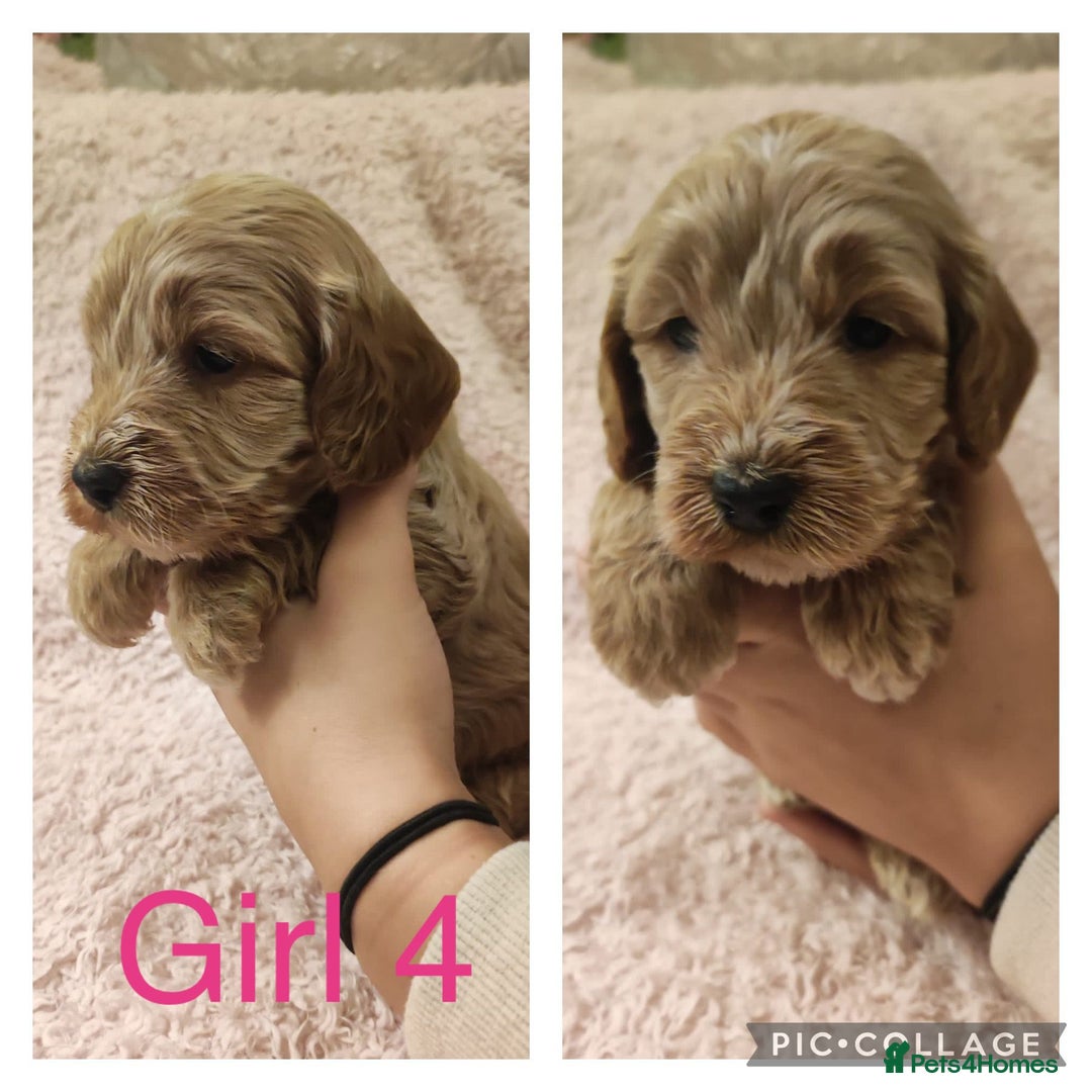 Miniature Poodle dogs for stud: Red Miniature Poodle Stud package Available  in Southampton - Advert 31