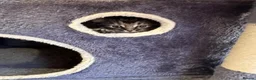 Norwegian Forest Cat cats for sale: Stunningly Adorable Norwegian Forest x Ragdoll  - Advert 16
