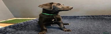 Mixed Breed 1