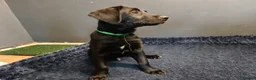Mixed Breed dogs for sale: Puppies  - Advert 3