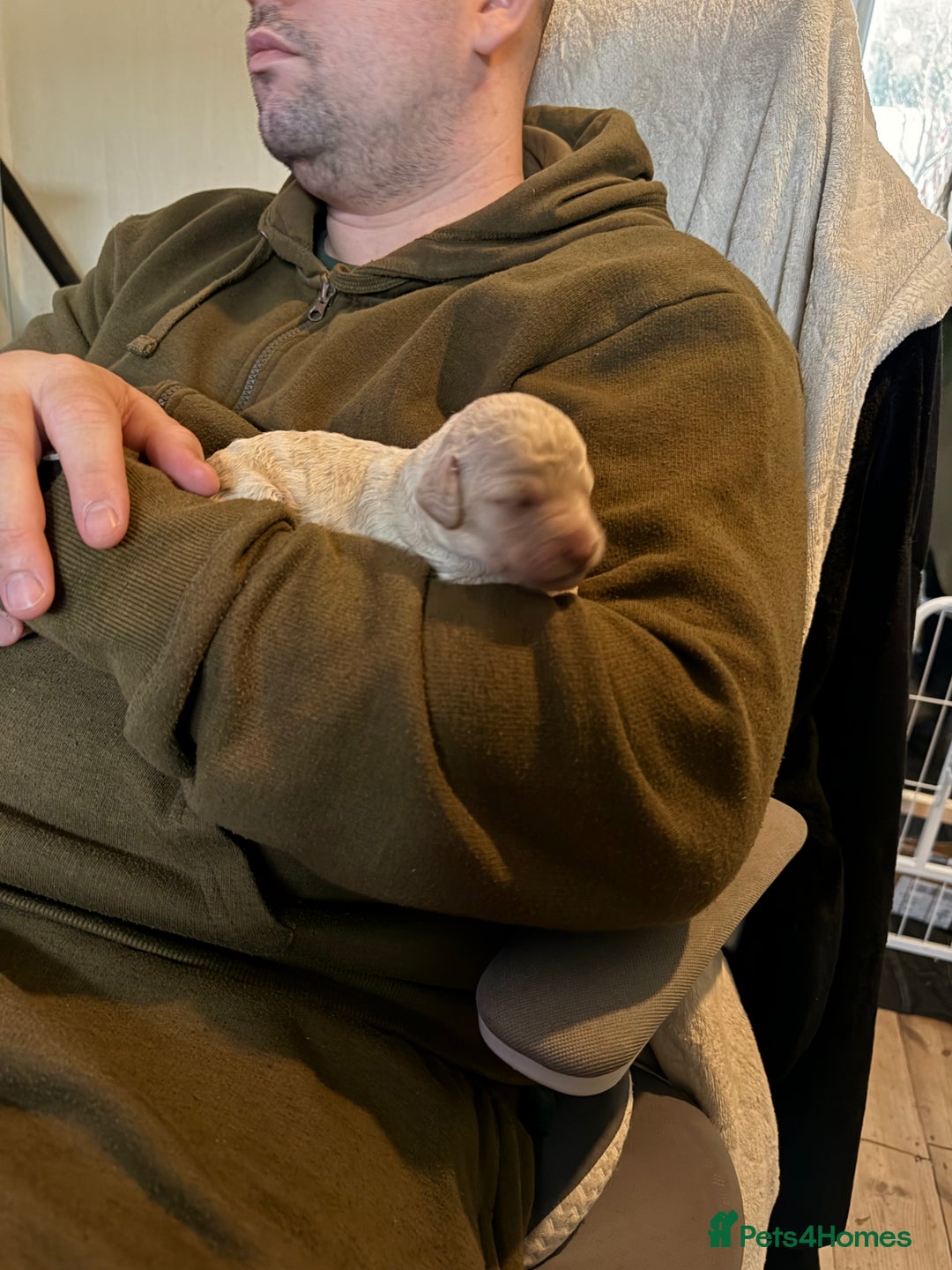 Australian Labradoodle dogs for sale: Labradoodle  - Advert 6