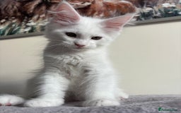 Maine Coon cats for sale: Maine coon kitten  - Image 2