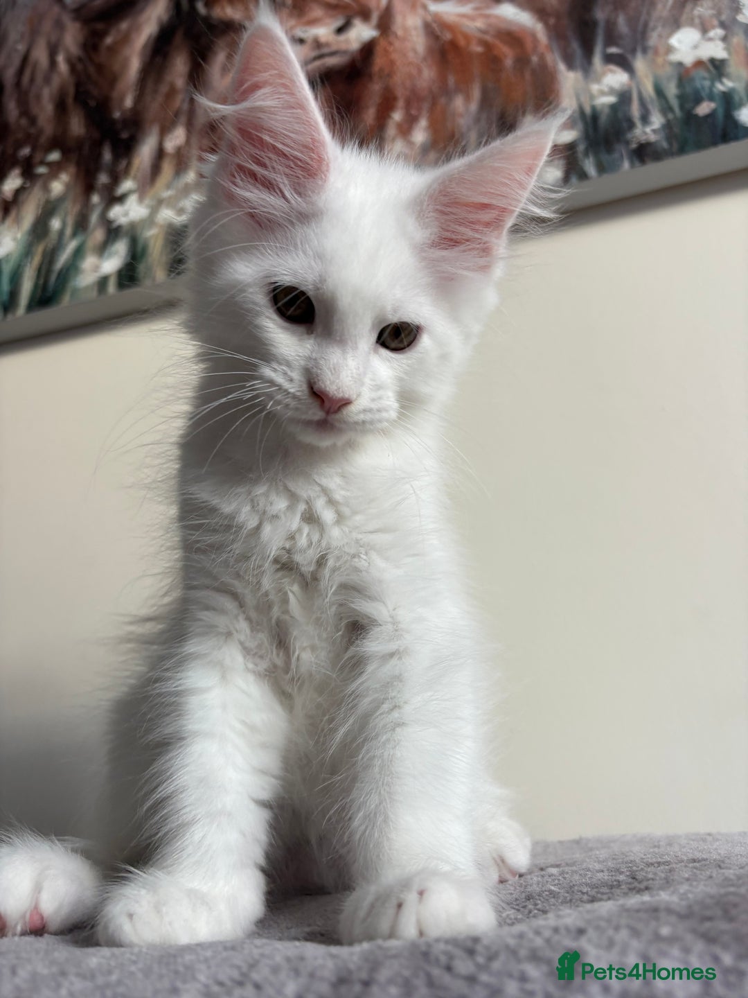 Maine Coon cats for sale: Maine coon kitten  - Image 2