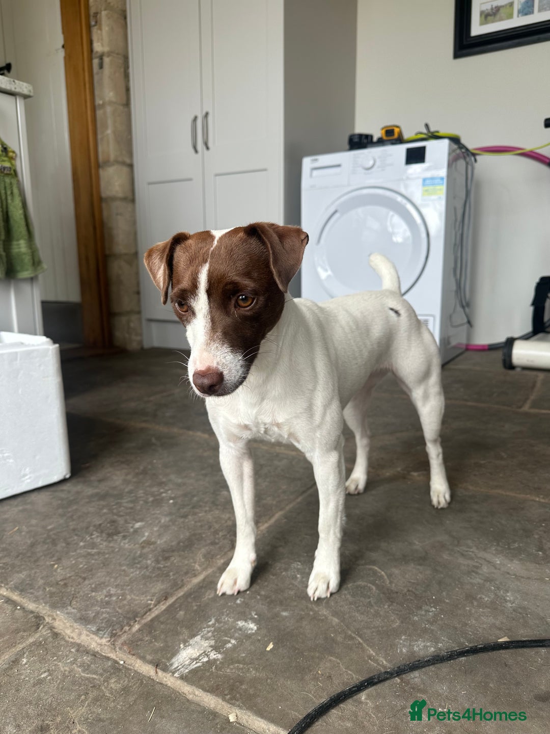 Jack Russell dogs for sale: Jack Russel puppy’s  - Advert 11