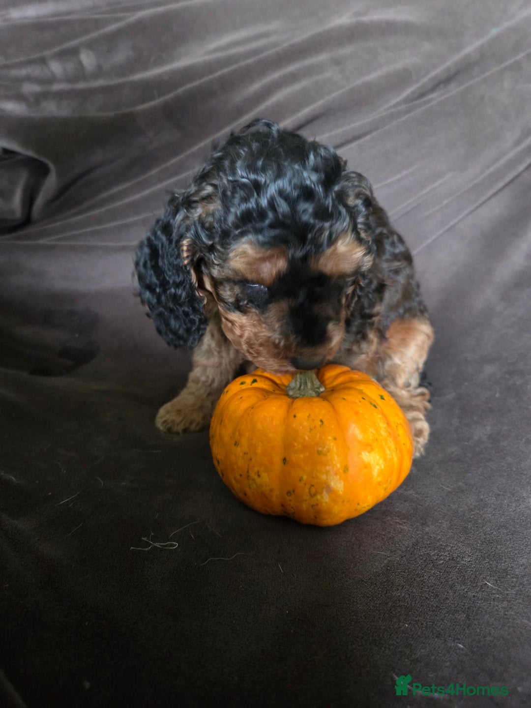 Cockapoo dogs for sale:  Show Quality F2b Cockapoo Pups        - Advert 12