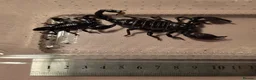 Scorpions invertebrates for sale: Emperor scorpions in Eastleigh - Advert 1