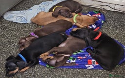 Mixed Breed dogs for sale: Pug x miniature dachshund *Only one left* - Image 25