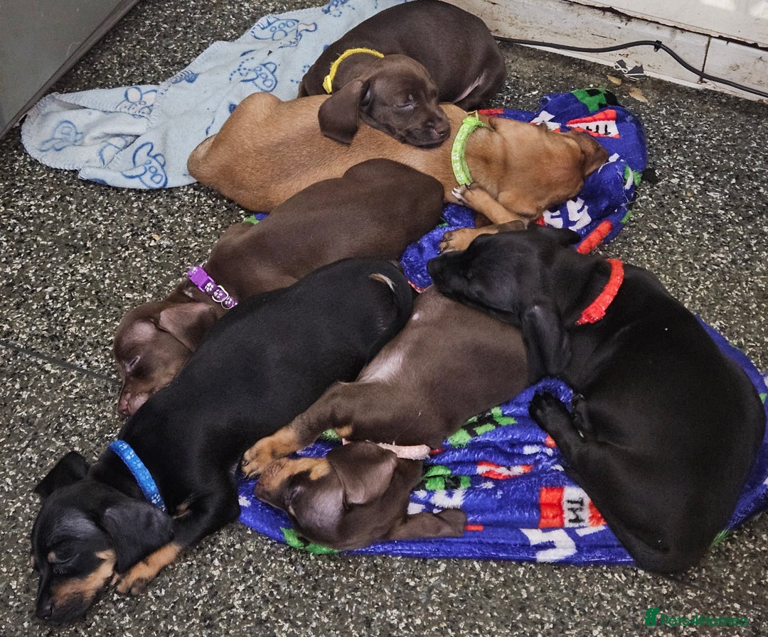 Mixed Breed dogs for sale: Pug x miniature dachshund *Only one left* - Image 25