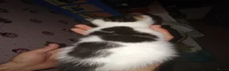 Mixed Breed cats for sale: Kittens for sale  - Advert 16