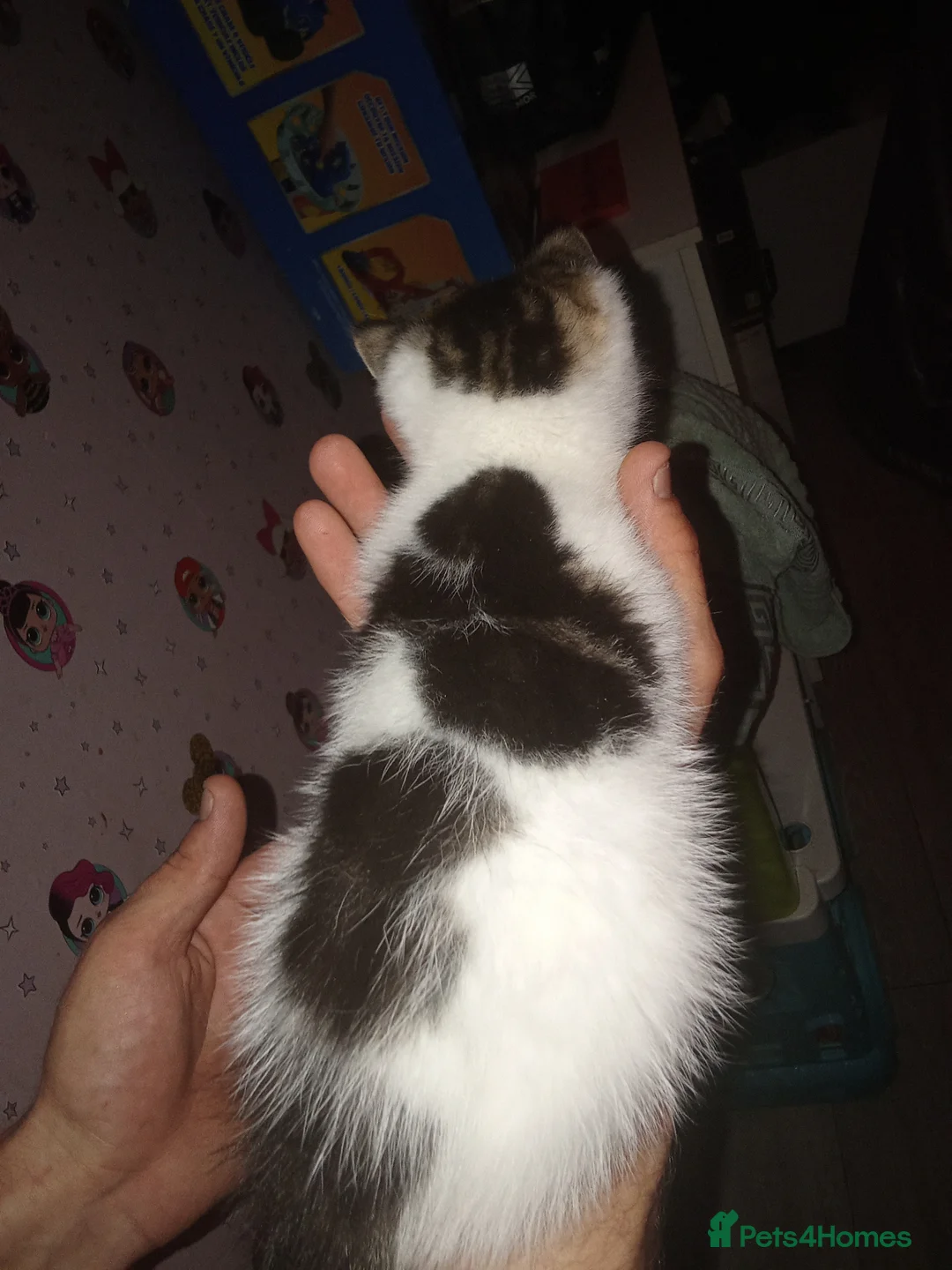 Mixed Breed cats for sale: Kittens for sale  - Advert 16