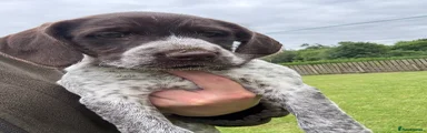 Liver & White Bitch 