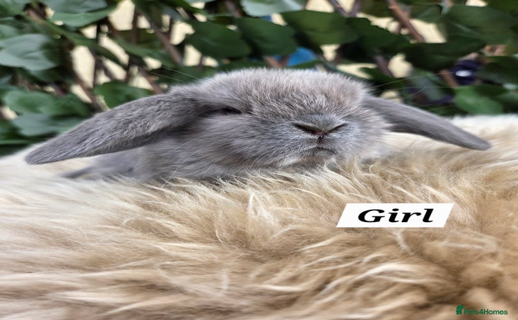 Mini Lop rabbits - Advert 4